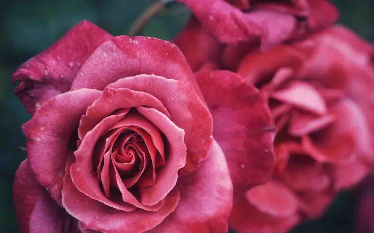 Em diferentes culturas, ela é associada ao sagrado, ao feminino e à beleza efêmera. Com tantas histórias, formas e cores, a rosa segue como a rainha das flores. 
