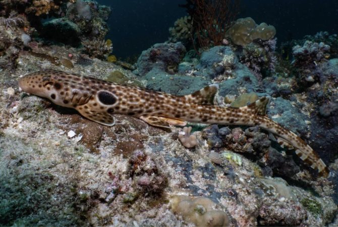 Nova espécie de tubarão que “anda” é descoberta na Oceania e impressiona pesquisadores