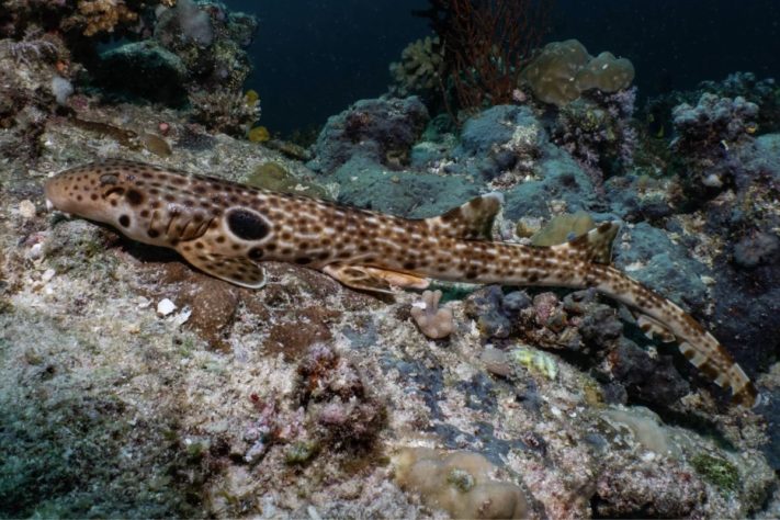Tubarão-andante espécie que anda parcialmente fora d'água é achada na Oceania – Divulgação/Mark Erdmann