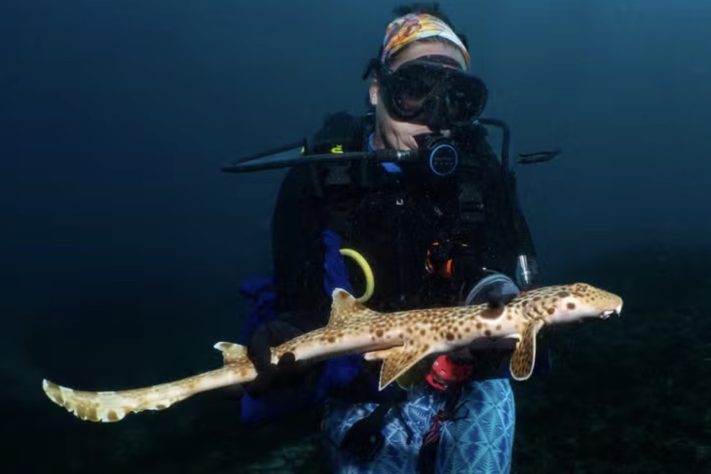 Tubarão-andante espécie que anda parcialmente fora d'água é achada na Oceania – Nesha Ichida/Universidade de Sunshine Coast