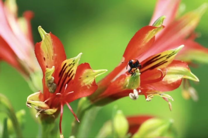 Fotografia feita em trilha leva à descoberta de nova espécie de flor em Santa Catarina, Alstroemeria cunha – Divulgação/João Paulo Durante
