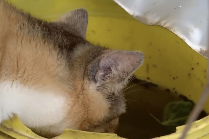 Ilha com mais de 700 gatos abandonados desafia autoridades de Mangaratiba, no Rio de Janeiro - Reprodução/Record TV