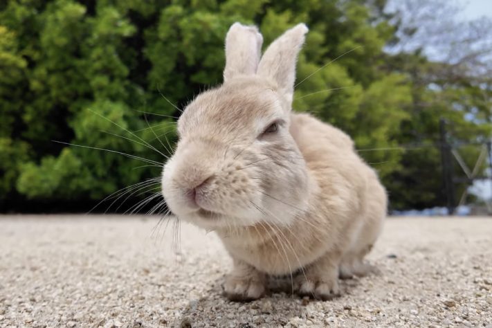Okunoshima, ilha dos coelhos, Japão – Reprodução/YouTube Jin Travelog