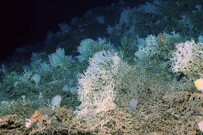 Planalto de Blake (Blake Plateau) – Global Foundation For Ocean Exploration