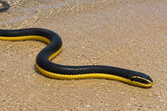 Cobra-do-mar-pelágio