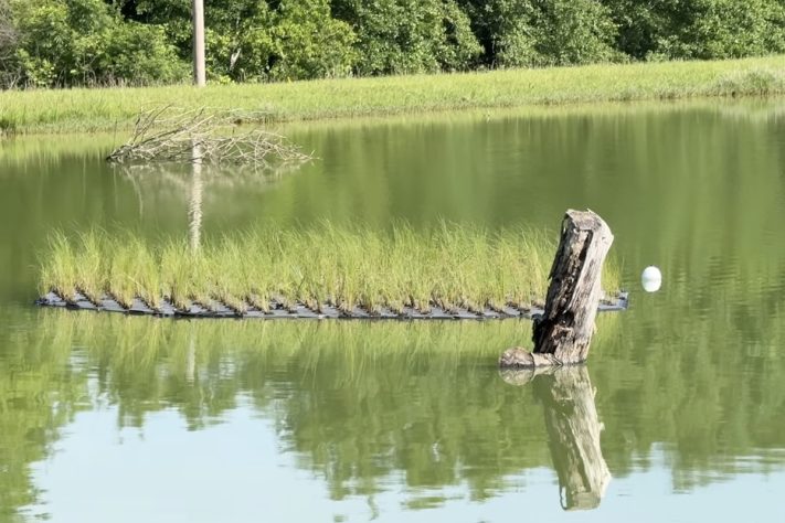 Crimson Oak Pond, Ilhas flutuantes artificiais e milhares de peixes-isca estão revitalizando um lago de 20 mil m² nos Estados Unidos – Reprodução/YouTube BamaBass