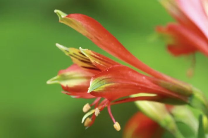 Fotografia feita em trilha leva à descoberta de nova espécie de flor em Santa Catarina, Alstroemeria durantei – Divulgação/João Paulo Durante