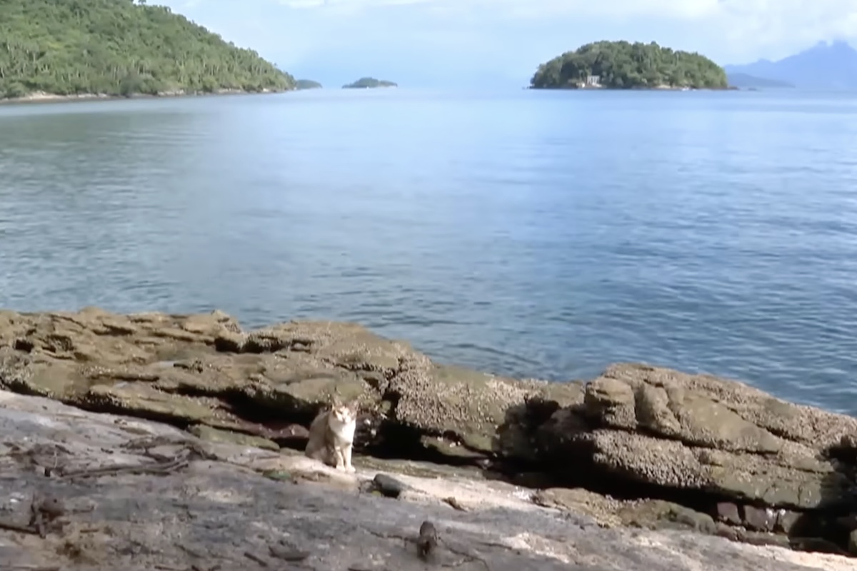 A contaminação marinha viabiliza a infecção de organismos filtradores como mexilhões e ostras, que posteriormente entram na cadeia alimentar de seres humanos. Especialistas ressaltam que os gatos não são responsáveis pela origem do problema, mas sim vítimas do abandono.