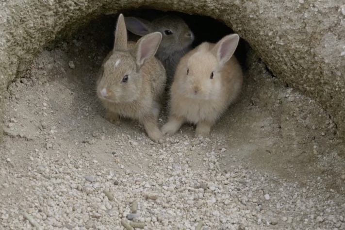 Okunoshima, ilha dos coelhos, Japão – Reprodução/YouTube Jin Travelog