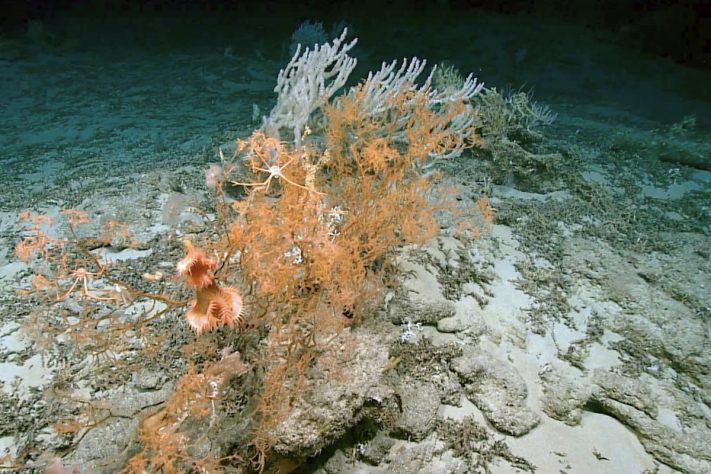 Planalto de Blake (Blake Plateau) – Global Foundation For Ocean Exploration