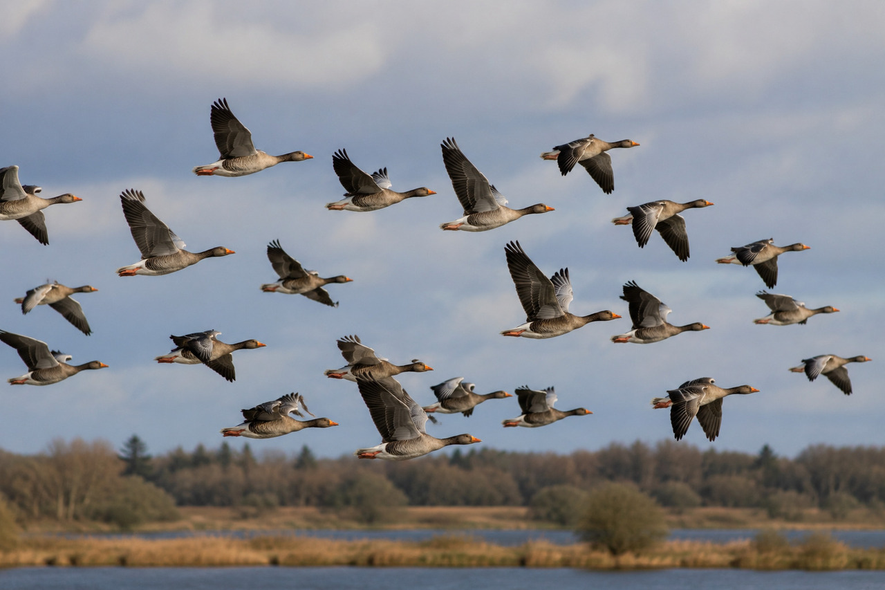 Os gansos selvagens são conhecidos pelas formações em “V” durante o voo. Esse formato ajuda a economizar energia, já que as aves aproveitam as correntes de ar produzidas umas pelas outras.