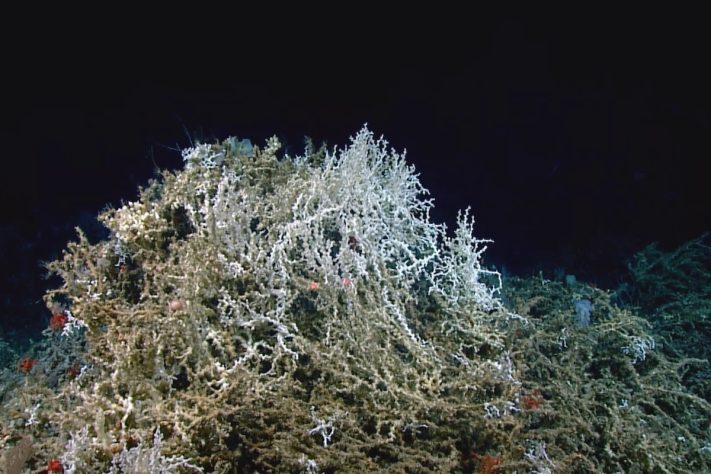 Planalto de Blake (Blake Plateau) – Global Foundation For Ocean Exploration