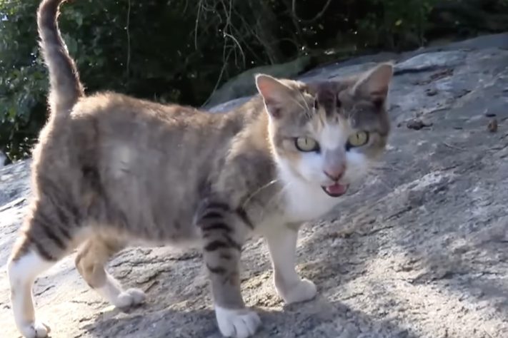 Ilha com mais de 700 gatos abandonados desafia autoridades de Mangaratiba, no Rio de Janeiro - Reprodução/Record TV