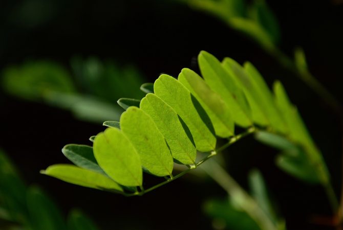 Plantas que se fecham ao serem tocadas: entenda o fenômeno