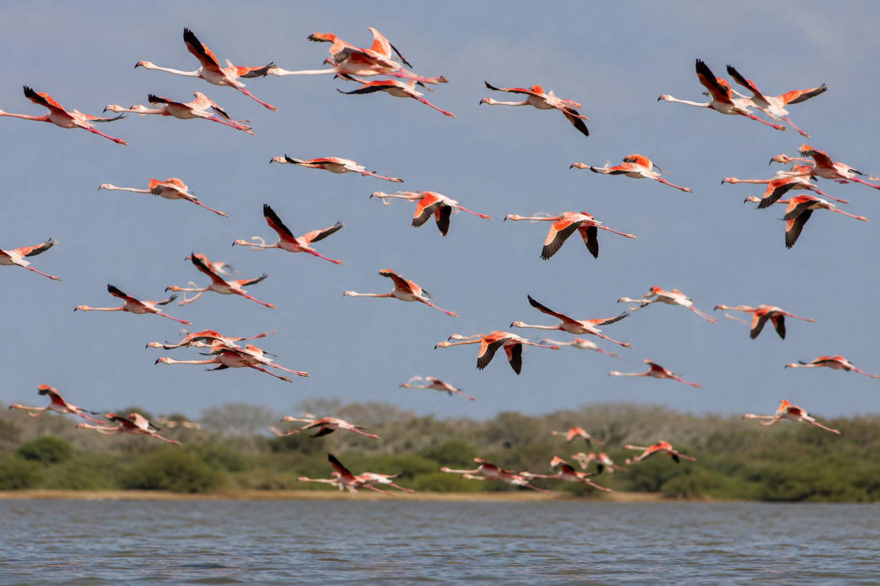 Os flamingos também costumam voar em grupo, especialmente durante migrações. Com pernas esticadas para trás e o pescoço alongado para frente, eles podem percorrer grandes distâncias em busca de água e alimento.