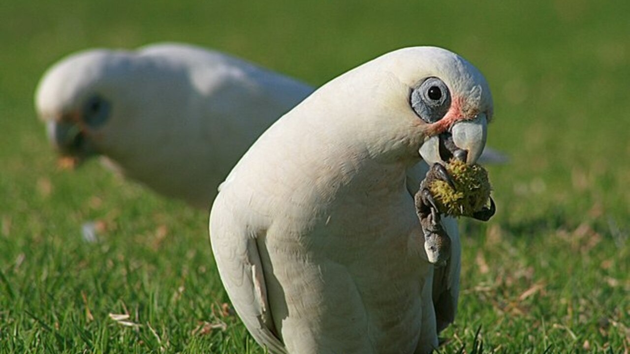 De forma doméstica, essas aves necessitam de check-ups veterinários regulares e de observação atenta a qualquer mudança no comportamento ou na aparência física, para a prevenção de doenças. Caso se sintam esquecidas ou abandonadas, tendem a arrancar as próprias penas e a destruir tudo ao redor, como plantas, móveis, eletrodomésticos e até roupas. 