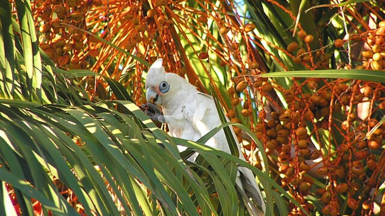 A palavra cockatoo, nome em inglês para cacatua, é derivada do neerlandês kaketoe, que vem do malaio kakaktua. As cacatuas foram definidas pela primeira vez como uma subfamília, a Cacatuinae, dentro da família dos psitacídeos, pelo naturalista inglês George Robert Gray, em 1840. Vale destacar que existem 21 espécies desta ave, cada uma com suas próprias características e necessidades específicas. Elas medem, em média, de 40 cm a 50 cm e pesam entre 500 g e 900  , embora algumas espécies sejam ma