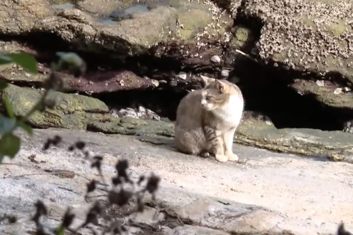 Ilha com mais de 700 gatos abandonados desafia autoridades de Mangaratiba, no Rio de Janeiro - Reprodução/Record TV