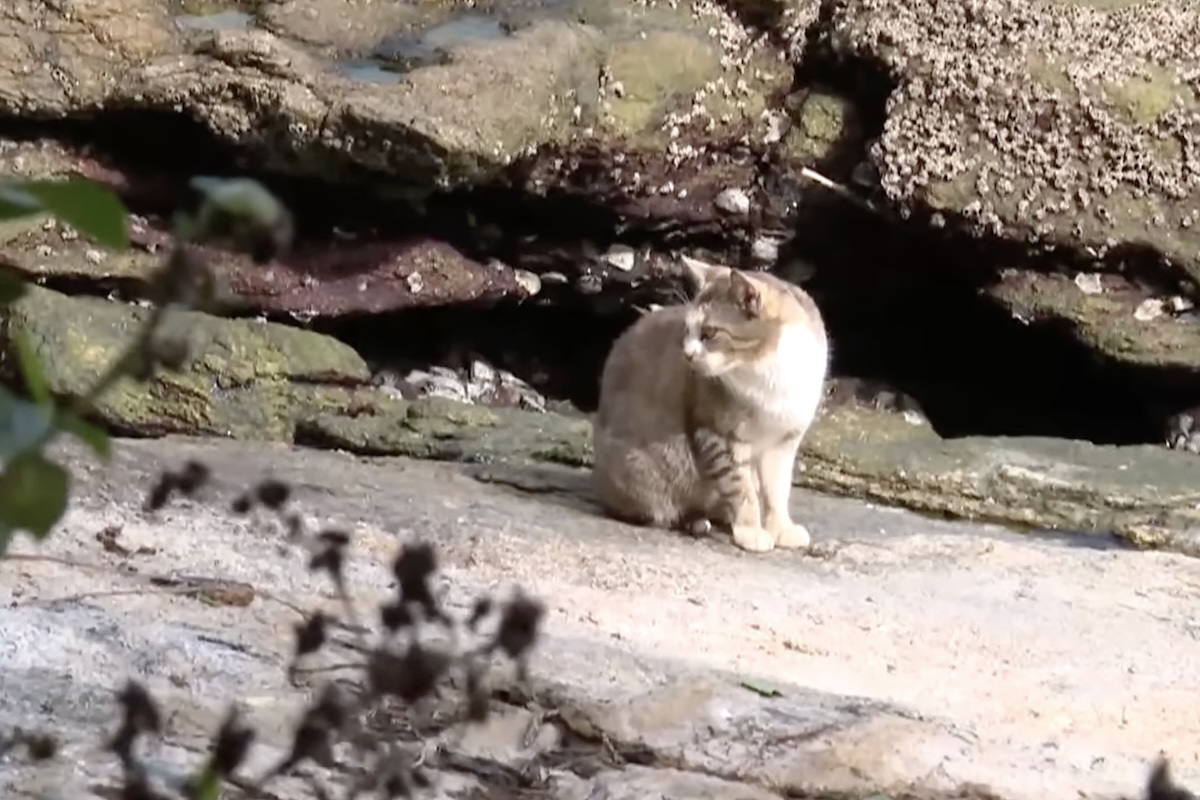Além disso, a simples retirada dos animais não eliminaria imediatamente os riscos ambientais, já que o parasita pode permanecer viável no ambiente durante longos períodos. 