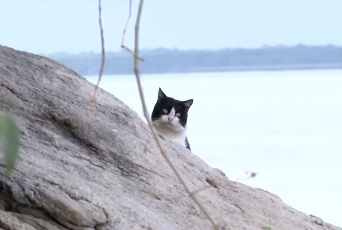 ‘Ilha dos Gatos’: presença de mais de 700 felinos abandonados desafia autoridades no litoral do Rio