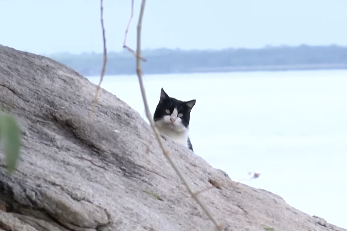 Ilha com mais de 700 gatos abandonados desafia autoridades de Mangaratiba, no Rio de Janeiro - Reprodução/Record TV