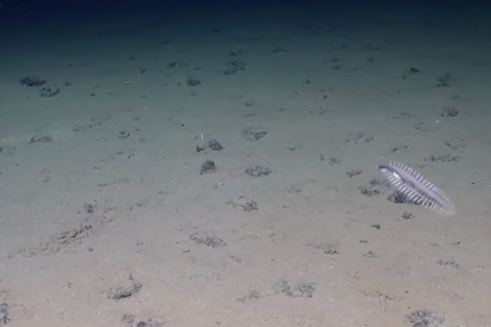 Luz iluminando fundo do mar/oceano profundo – Imagem gerada por IA/Reprodução/YouTube
