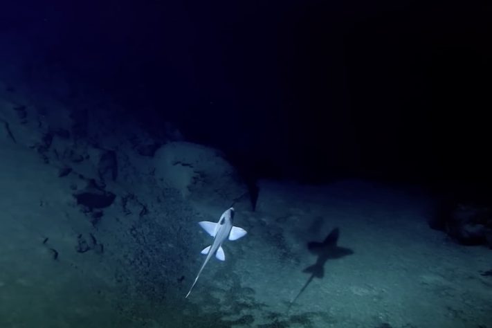 Luz iluminando fundo do mar/oceano profundo – Imagem gerada por IA/Reprodução/YouTube