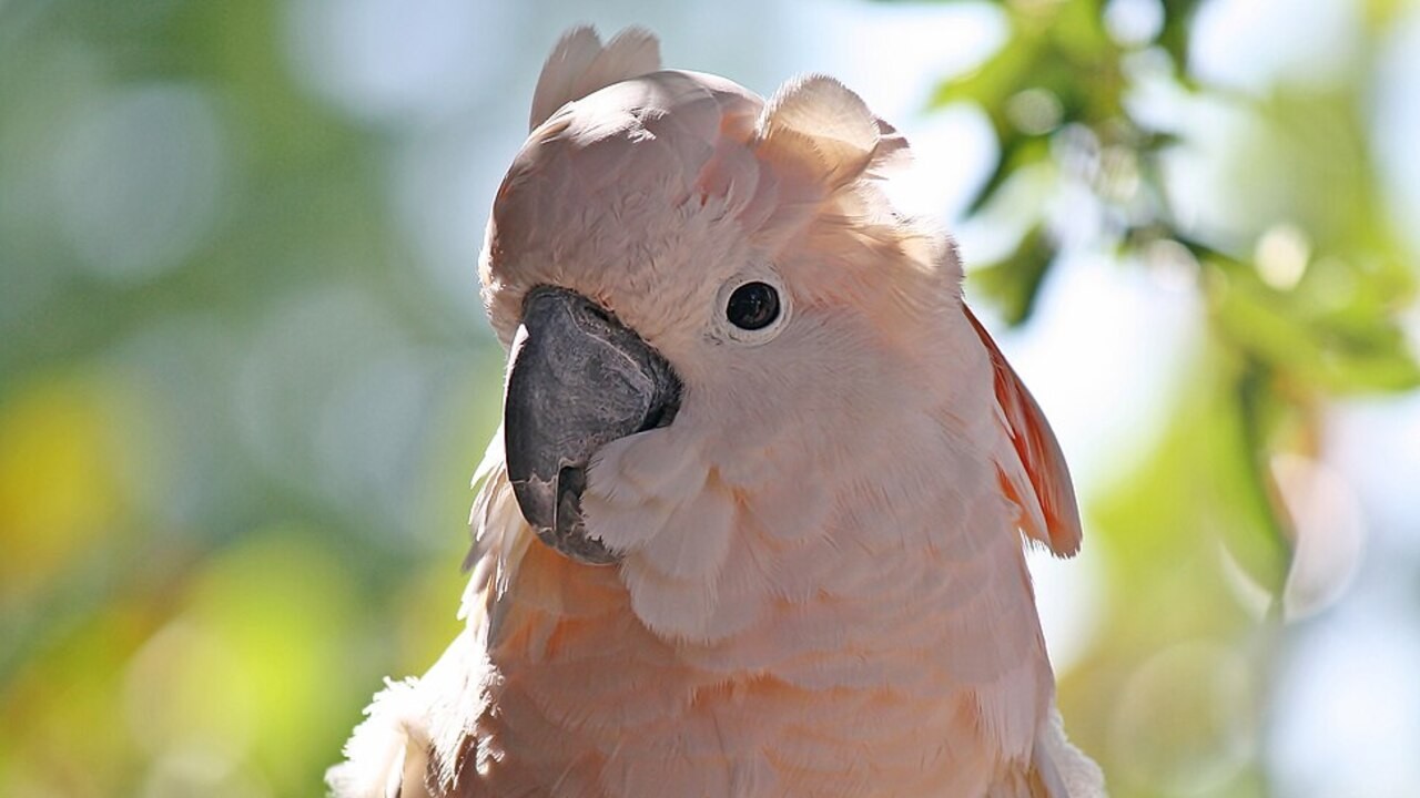 Sendo naturais de regiões tropicais, essas aves gostam de temperaturas altas e ambientes úmidos. Locais com vento excessivo podem comprometer sua saúde. Quando estiver calor, recomenda-se umedecer as penas com borrifador. Não é fácil distinguir machos e fêmeas, já que não existem características físicas próprias que os diferenciam. 
