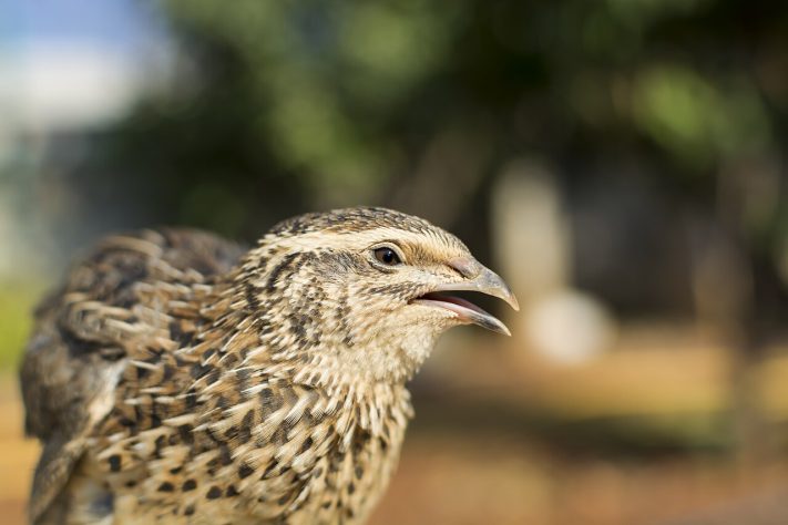 Codorna-comum (Coturnix coturnix) - Wikimedia Commons/KaouroV