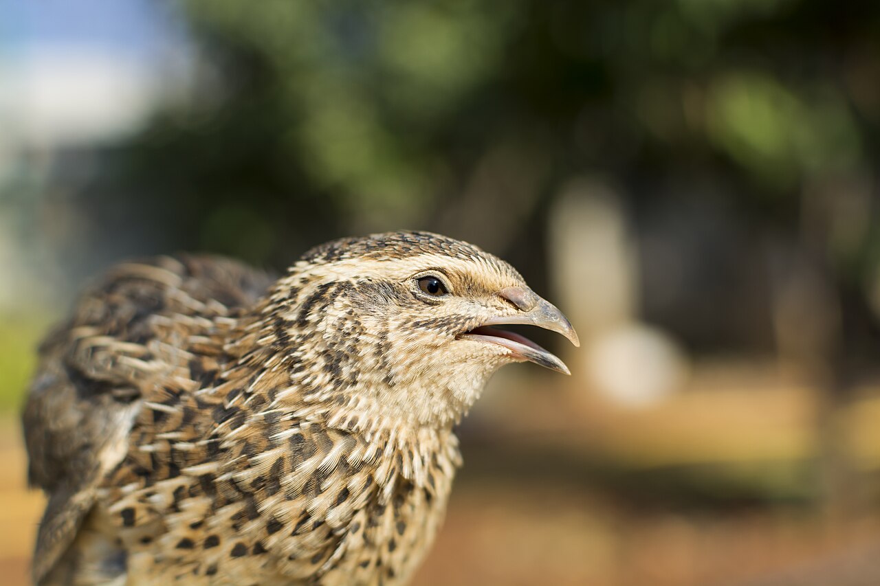 Em determinadas circunstâncias, sua carne pode se tornar tóxica, possivelmente em consequência da ingestão de alguma planta ainda não identificada pelos pesquisadores. O consumo dessas aves contaminadas pode provocar sintomas como náuseas, vômitos e dores musculares.