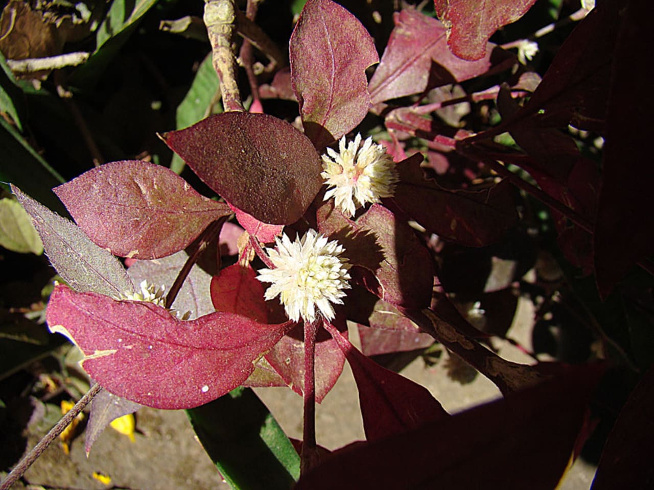 Alternanthera roxa
Espécie compacta bastante utilizada para formar desenhos em canteiros. Suas folhas pequenas exibem coloração arroxeada intensa durante praticamente todo o ano.