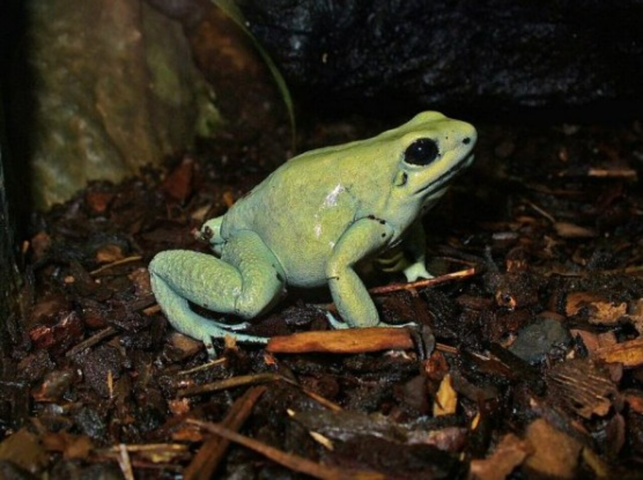 Apesar da fama, pouquíssimas espécies têm veneno capaz de matar humanos. A maioria causa apenas irritações ou sintomas leves. Portanto, o risco real é menor do que a imagem popular sugere. A Phyllobates terribilis mata.
