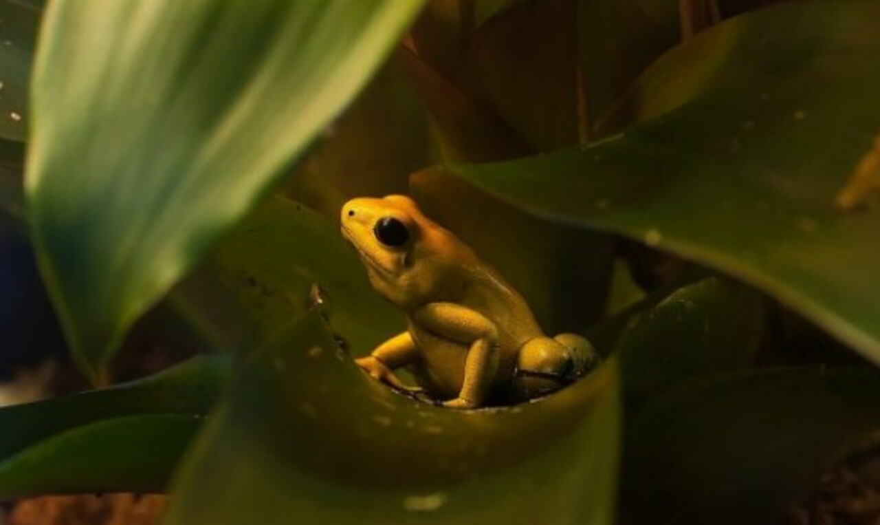 Os sapos venenosos desempenham papel fundamental nos ecossistemas. Ao controlar populações de insetos e servir de alimento para predadores resistentes, mantêm o equilíbrio natural. Sua presença, portanto, é vital para a biodiversidade.