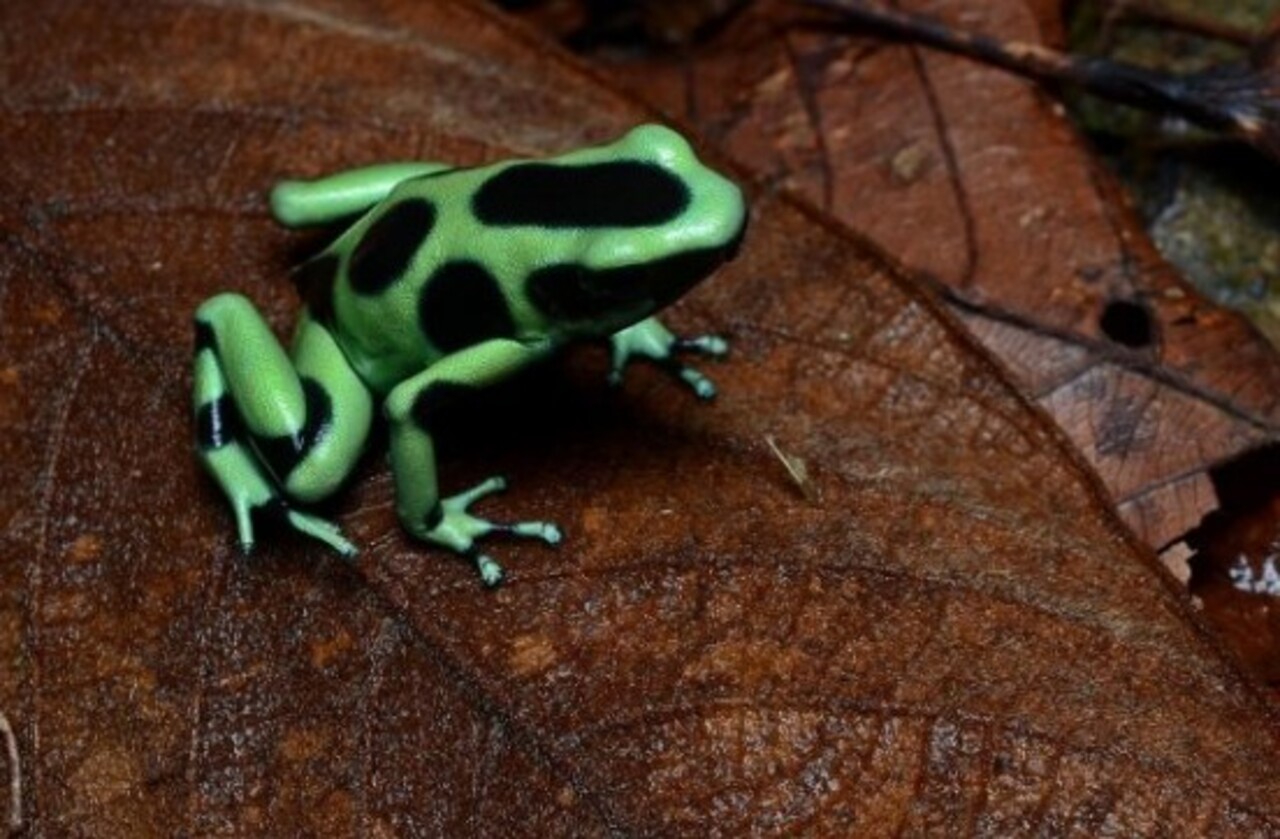 Muitas espécies de sapos venenosos estão ameaçadas pela destruição de habitats. O desmatamento e a poluição reduzem suas populações, colocando em risco esse patrimônio natural. Protegê-los é preservar também o conhecimento científico.