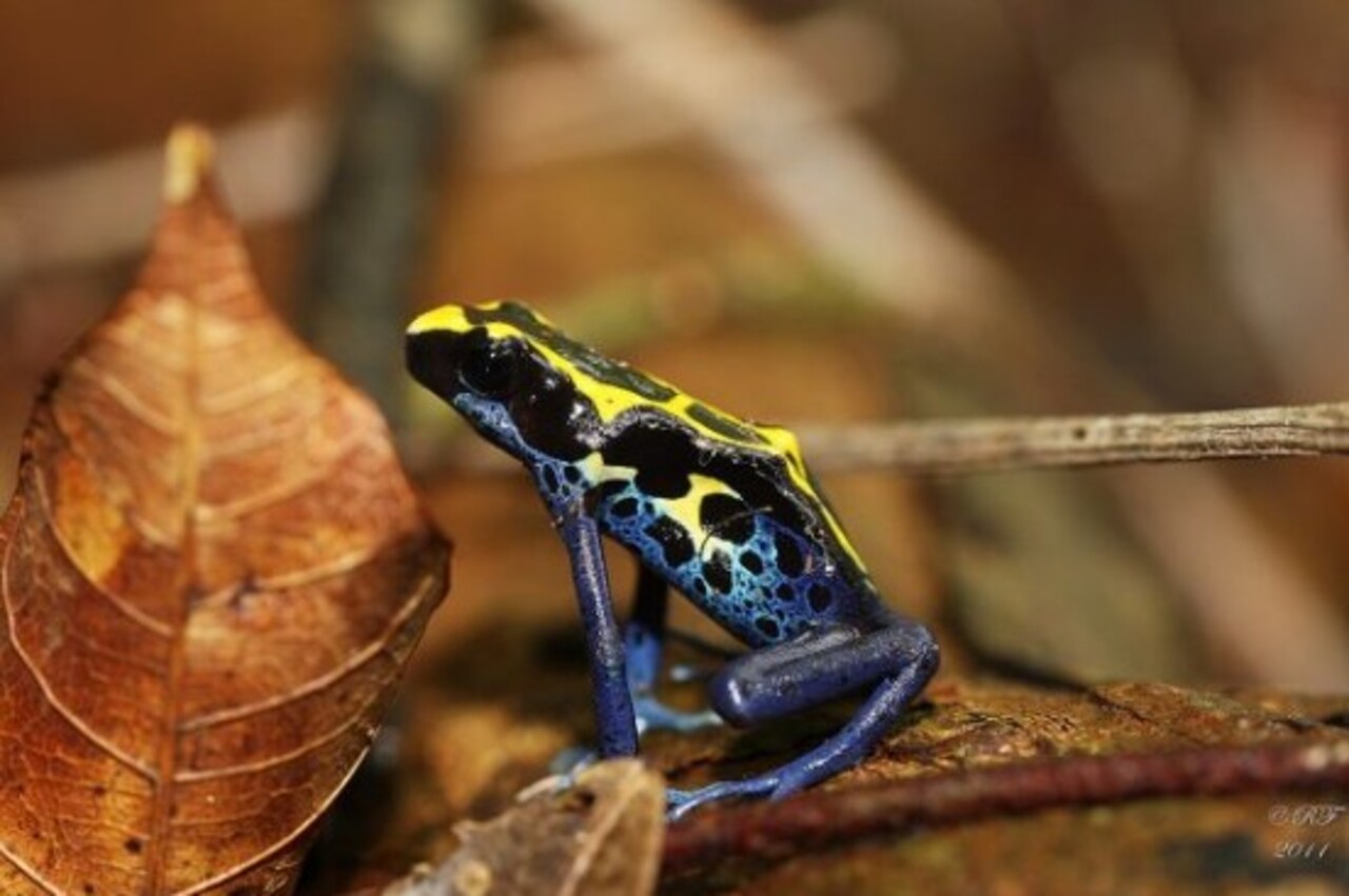 Alguns animais desenvolveram resistência às toxinas dos sapos. Isso mostra como a evolução é dinâmica, criando adaptações para superar barreiras químicas. Portanto, a luta pela sobrevivência é constante.
