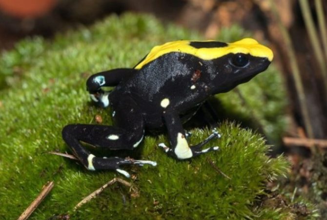 Anfíbios com toxinas na pele: desvende o universo dos sapos venenosos