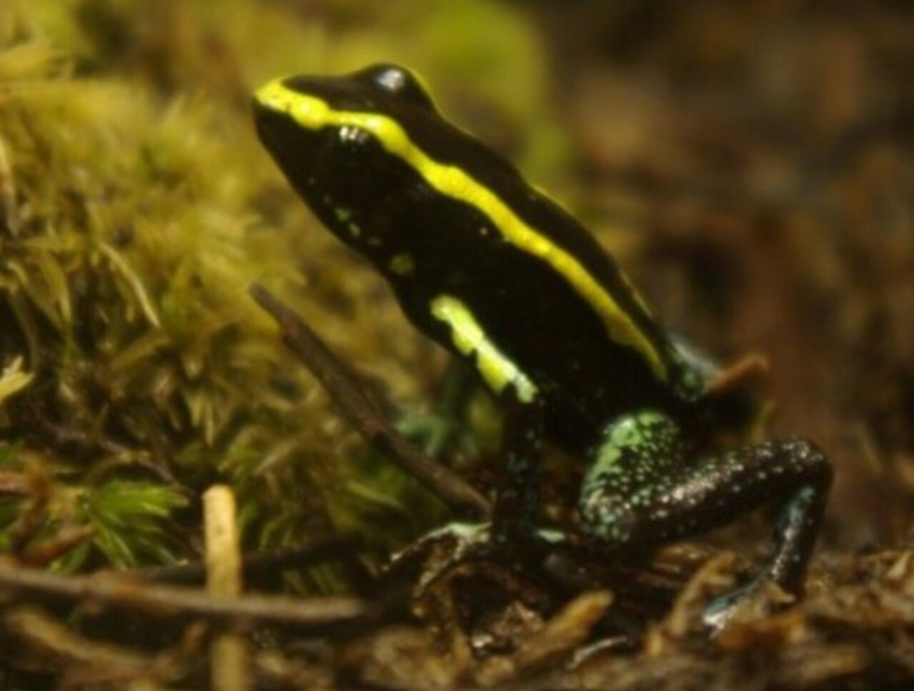 Muitos sapos venenosos exibem cores vibrantes, como amarelo, azul e vermelho. Essas tonalidades funcionam como aviso visual, indicando perigo para potenciais predadores. A beleza desses animais, portanto, é também um sinal de defesa.