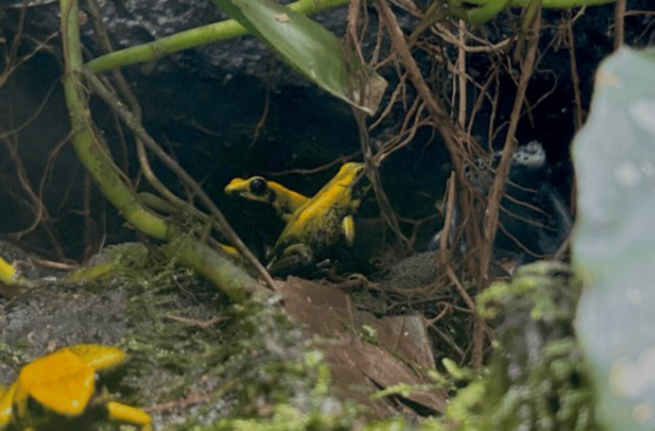Considerado o mais letal, a espécie Phyllobates terribilis possui toxina suficiente para matar até 20 pessoas com uma única dose. Encontrado na Colômbia, ele é pequeno, mas sua pele concentra uma das substâncias mais perigosas da natureza. Assim, tornou-se símbolo da força dos venenos anfíbios.