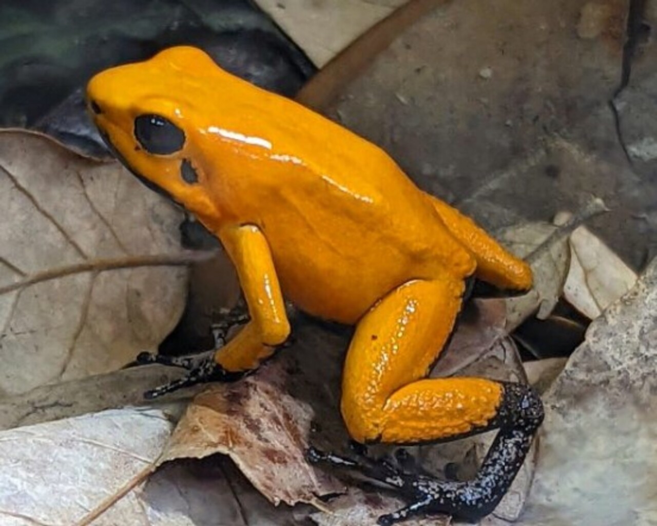 O veneno da Phyllobates terribilis é chamado batrachotoxina, e atua bloqueando canais de sódio nas células nervosas. Esse mecanismo paralisa músculos e pode levar à morte por falência respiratória. A ciência entende como uma molécula tão pequena pode ter efeito devastador. Povos indígenas da Colômbia utilizavam o veneno desses sapos para envenenar pontas de flechas.