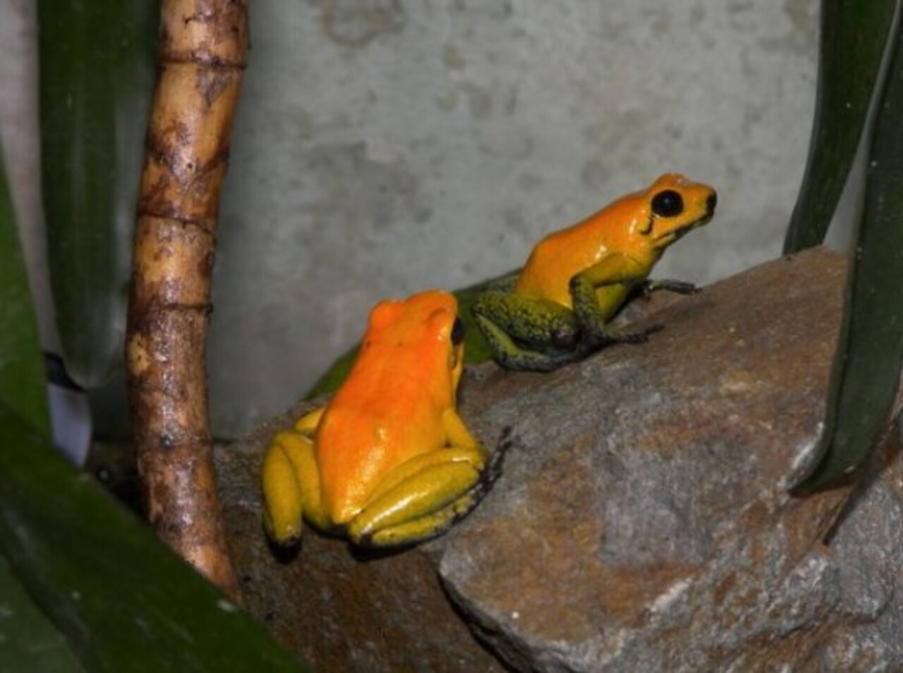 Além da Phyllobates terribilis, existem outras espécies como Phyllobates bicolor (foto) e Phyllobates aurotaenia. Embora menos potentes, seus venenos ainda podem causar sérios danos. Portanto, o gênero Phyllobates é reconhecido como um dos mais perigosos.