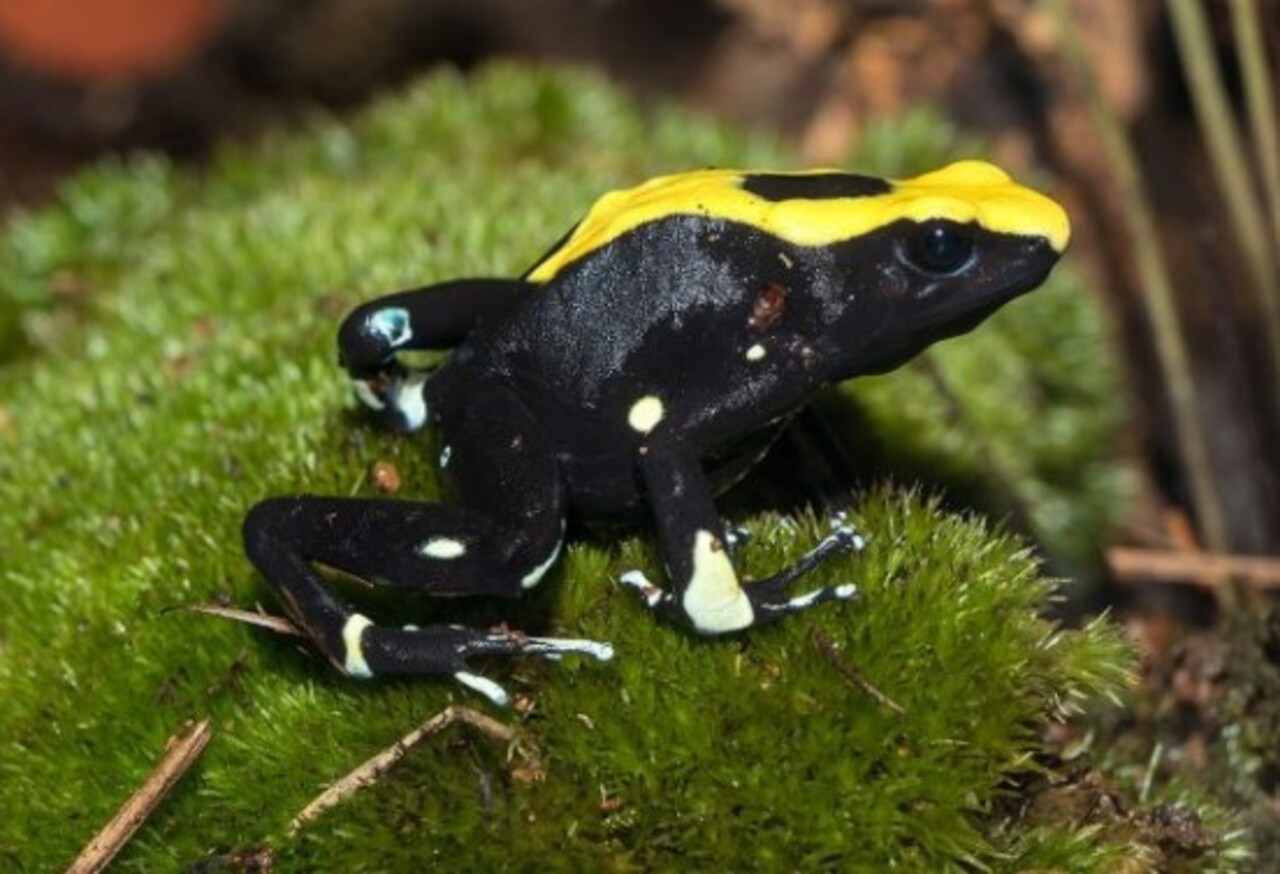 Os sapos do gênero Dendrobates também possuem toxinas, mas em menor intensidade. Suas cores chamativas os tornam populares em estudos e até em terrários. Contudo, mesmo sem risco letal, continuam sendo exemplos da engenhosidade da evolução.