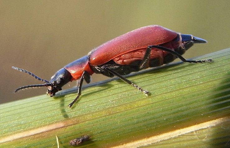 Besouros do gênero Choresine - Wikimedia Commons/Siga