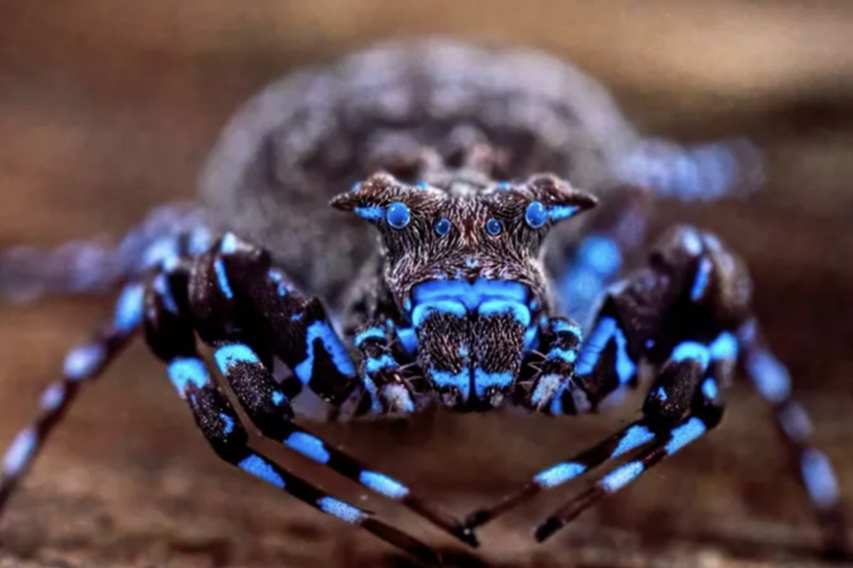 O foco principal esteve em pequenos animais, como insetos, anfíbios, répteis, morcegos e outros mamíferos de pequeno porte, além da flora local. Os resultados surpreenderam até mesmo os pesquisadores. Entre os organismos mais curiosos identificados está uma aranha-caranguejo-coroada que apresenta brilho azul sob luz ultravioleta, fenômeno cuja função permanece desconhecida.
