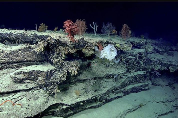 Planalto de Blake (Blake Plateau) – Divulgação/NOAA