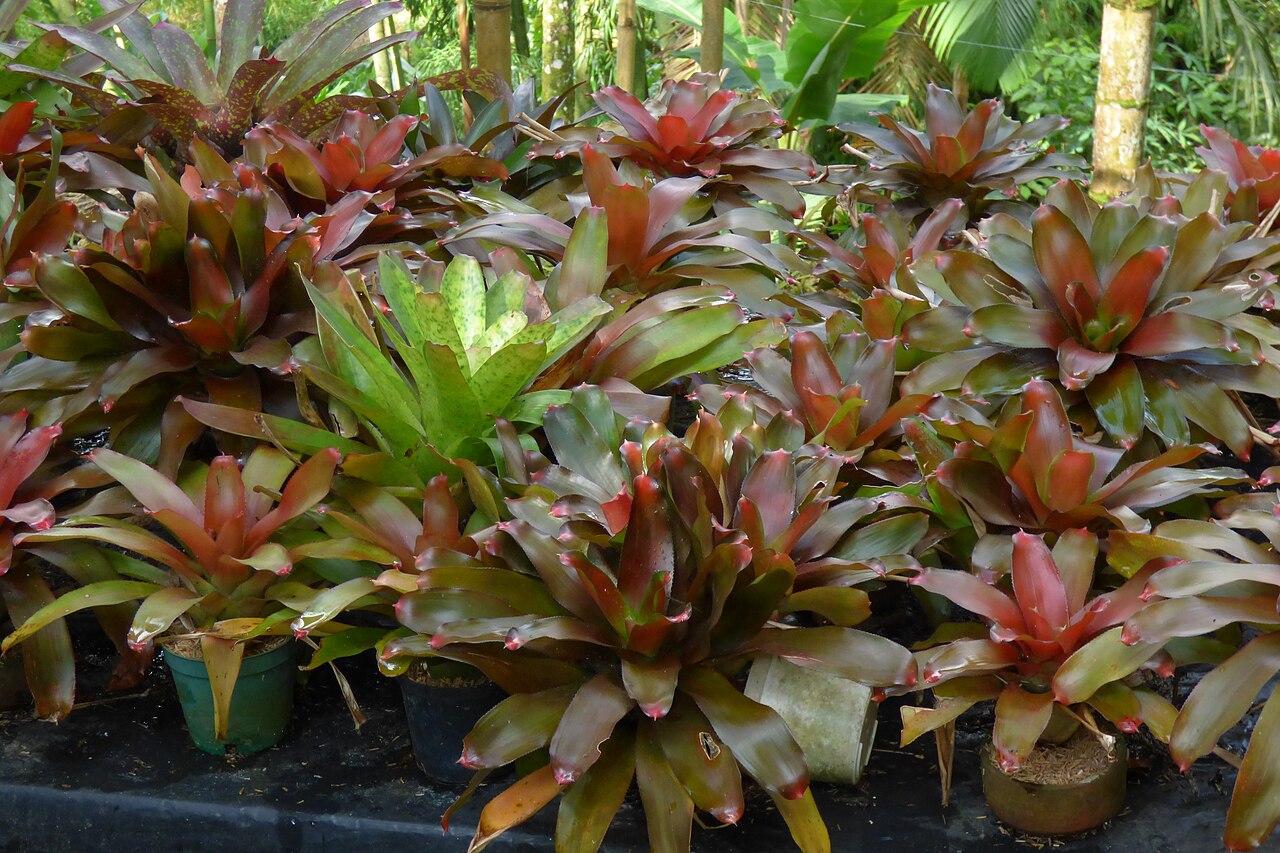 Bromélia-neoregélia
Algumas variedades desenvolvem folhas em tons de roxo, vinho e vermelho, especialmente quando recebem boa luminosidade. Além da folhagem colorida, possuem formato ornamental marcante.