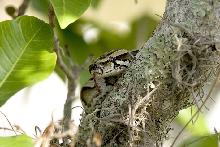 Píton-birmanesa (Python bivittatus) – Wikimedia Commons/Everglades NPS