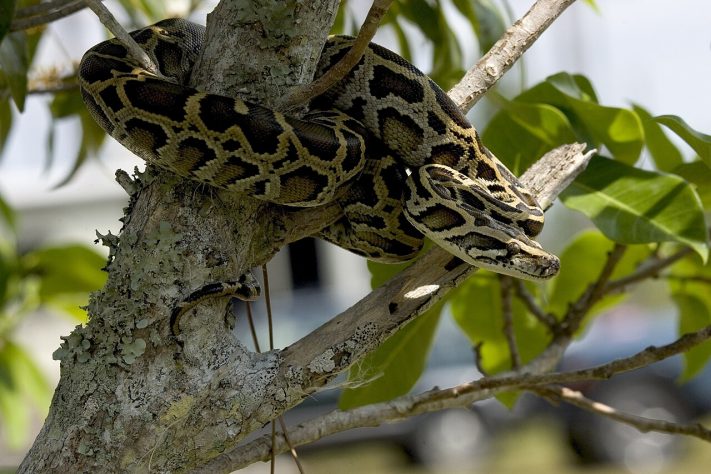 Píton-birmanesa (Python bivittatus) – Wikimedia Commons/Everglades NPS