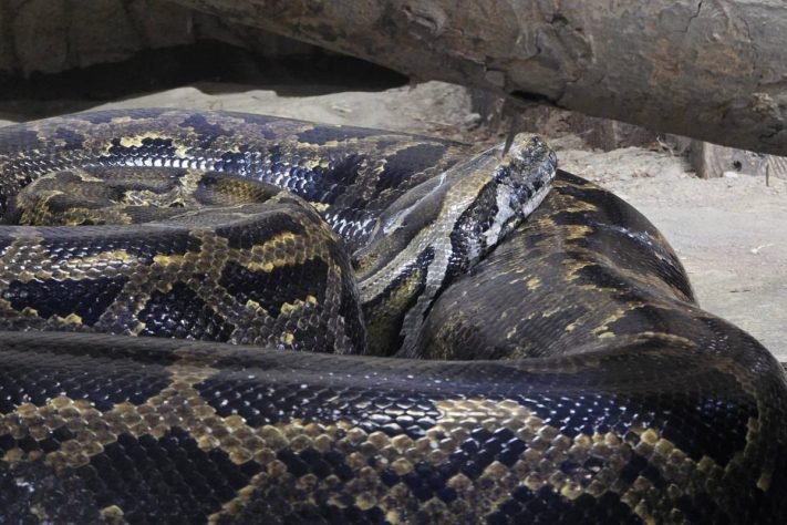 Píton-birmanesa (Python bivittatus) – Wikimedia Commons/Shoushan Zoo