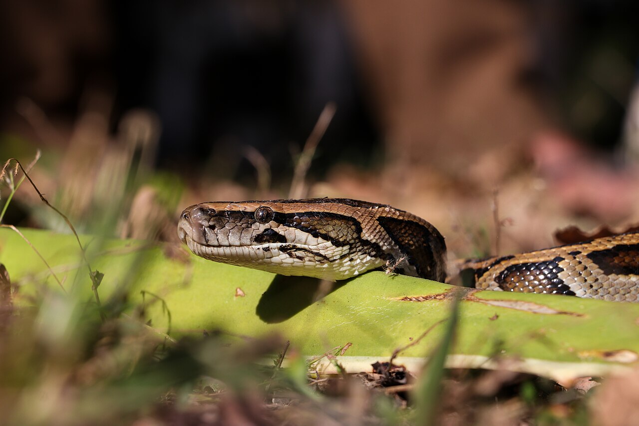 Originárias do Sudeste Asiático, as pítons-birmanesas não fazem parte da fauna nativa da Flórida. Acredita-se que elas tenham chegado aos Everglades após serem abandonadas ou escaparem de criadores de animais exóticos. Como não têm predadores naturais capazes de controlar sua população, elas se espalharam rapidamente e passaram a ameaçar diversas espécies locais. -  (crédito: Wikimedia Commons/Shadow Ayush)