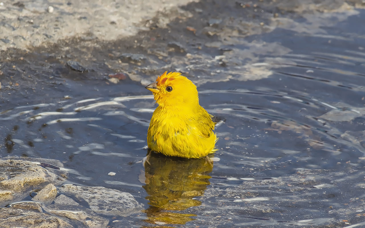 Durante a triagem, o Ibama identificou que os indivíduos pertenciam à subespécie Sicalis flaveola flaveola, também chamada de canário-coronado. Essa subespécie ocorre naturalmente ao norte do rio Orinoco, na Venezuela, e também em países como Colômbia, Guianas e Trinidad. A constatação reforçou que os animais apreendidos não eram nativos da Amazônia, o que exigiu ações específicas de conservação.